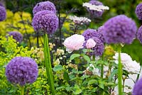 Allium 'Globemaster', Rosa Olivia Rose Austin 'Ausmixture' and Sambucus nigra 'Black Lace'