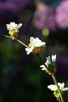Libertia grandiflora - New Zealand satin flower