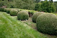 Topiary Buxus balls at Grendon Court, Herefordshire, UK. 