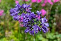 Agapanthus 'Purple Delight' - African Lily 'Purple Delight'