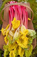 Harvested forced Rhubarb 'Timperley Early'