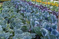 Selection of winter Cabbages with net protection