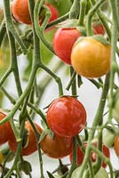 Solanum lycopersicum - Tomato 'Sweet Apertif