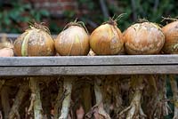 Drying and storing onion harvest.
