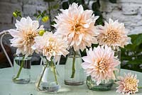 Dahlia 'Cafe au Lait' displayed in glass containers