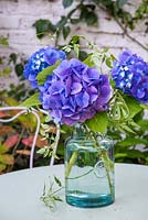 Blue hydrangeas and foliage in glass vase. 