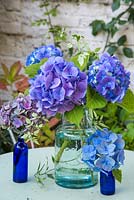 Blue hydrangeas and foliage in glass vase.