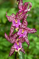 Oncidium 'Purple Princess' - Dancing Lady Orchid