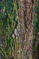 Diploicia canescens - white lichen and moss on tree trunk