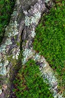 Mnium hornum - Swan's-neck thyme moss at base of silver birch tree. 