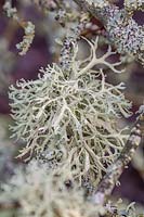 Ramalina farinacea - Cartilage strap lichen