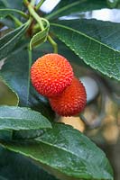 Arbutus unedo rubra - Strawberry Tree - December