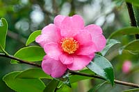 Camellia sasanqua 'Hiryu' - December