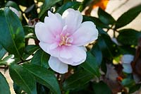Camellia sasanqua 'Jean May'