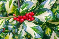 Ilex x altaclerensis 'Ripley Gold' - Holly berries - December