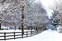 Snow scene - Boundary fence and trees