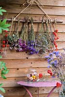 Bunches of dried flowers displayed hanging on rustic branch