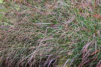 Panicum virgatum 'Cheyenne Sky' - Switch Grass