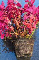 Solenostemon - Coleus 'Wall Street' plant removed from container and showing congested roots