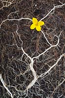 Conceptual image of Bidens ferulifolia 'Namid Early Yellow' flower and congested roots
