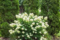 Hydrangea paniculata 'Limelight' - Panicle Hydrangea and Thuja occidentalis - Cedar trees