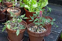 Tomato Tumbling Tom Red - outside on table hardening off, seedling sown in clay pots
