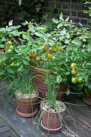 Tomato Tumbling Tom Red on wooden table with Chives in clay pots, Basil flowering in plastic pot