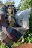 Lottie the dog, a terrier crossed with a spaniel, on a wooden seat with a wool rug and snowdrop cushion.