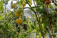 Heritage tomatoes in a greenhouse including 'Carters Golden Sunrise' 1884, 'Red Zebra' and 'Black Cherry'.