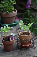 Zinnia Purple Prince seedlings in pots with Zinnia Double Giant in wire basket, annual flowers, terracotta pots, ready for potting on