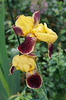 Iris - Bearded Iris 