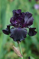 Iris 'Black Tie Affair' - Bearded Iris  