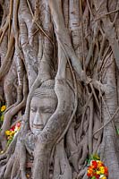 Ficus nitida x retuas - Fig Tree. Banyan Tree, beginning to envelope Sandstone Buddha head Ayutthaya, Thailand. 