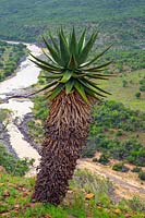 Aloe marlothii - Mountain Aloe, Rork's drift, South Africa. 
