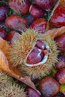 Castanea sativa - Sweet chestnut showing seeds in prickly pod. 