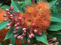 Corymbia ficifolia - Red flowering gum - Melbourne botanical garden, Australia.
