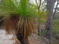 Xanthorrhoea australis - Grass-tree, Freycinet National Park, Tasmania, Australia.