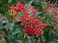 Corymbia ficifolia - Red flowering gum - Melbourne botanical garden, Australia.