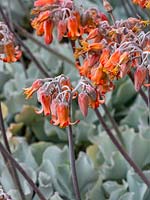 Cotyledon orbiculata 'Silver Waves' - Pigs Ears