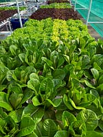 Salad leaf crops growing in hydroponic hotel garden, Thailand.
