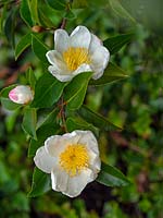 Camellia rosiflora 