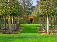 Espalier Carpinus trees forming grove surrounded by Fagus hedges - East Ruston Old Vicarage