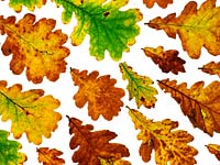 Quercus robur, leaves changing colour 
