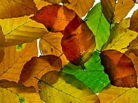 Fagus sylvatica in autumn close up of leaves changing colour 