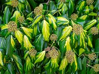 Hedera colchica 'Sulphur Heart' with flowers - Ivy 