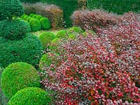 Topiary beds: Buxus - Box - balls, clipped Taxus - Yew and purple Berberis hedges