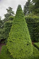 Taxus baccata 'Aurea' topiary cone in front of beech hedge - Holland, June