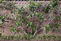 Espaliered Ficus carica 'Brown Turkey' growing against old brick wall with Erigeron karvinskianus - Holland