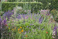 Mixed perennial bed with Geranium 'Orion', G. psilostemon, Penstemon 'Dark Towers' and Eschscholzia californica and beech hedges behind - Holland