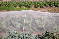 Cabbage 'Caraflex' growing under protective cloches with butterfly netting in vegetable garden - Holland